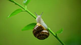 Schnecke an einer Pflanze