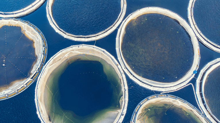 Drohnenaufnahme einer Aquakultur an der Küste